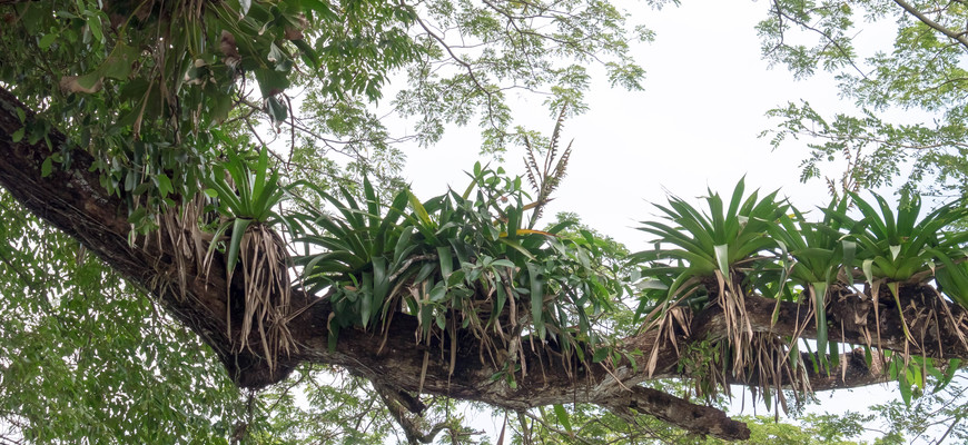 Panama--around_the_fort-s077-r3