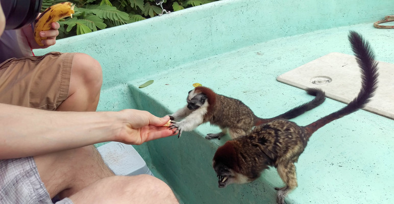 Panama--geoffroys_tamarin-s019-r3