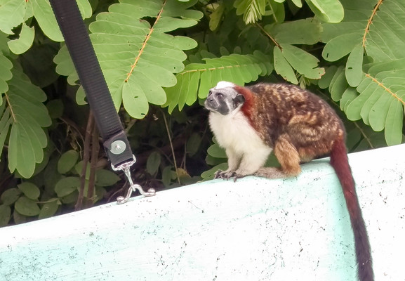 Panama--geoffroys_tamarin-s020-r4
