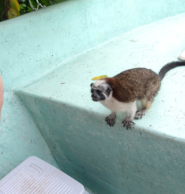 Panama--geoffroys_tamarin-s035-r4