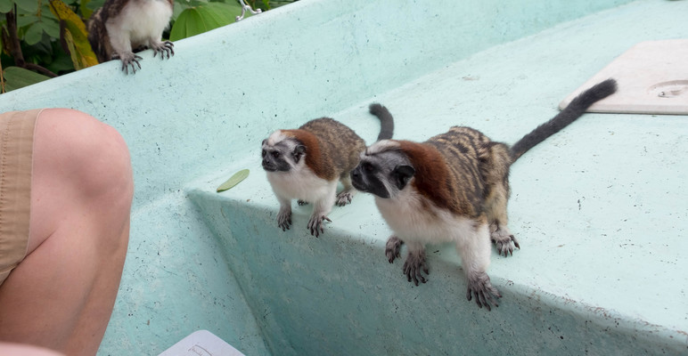 Panama--geoffroys_tamarin-s037-r4