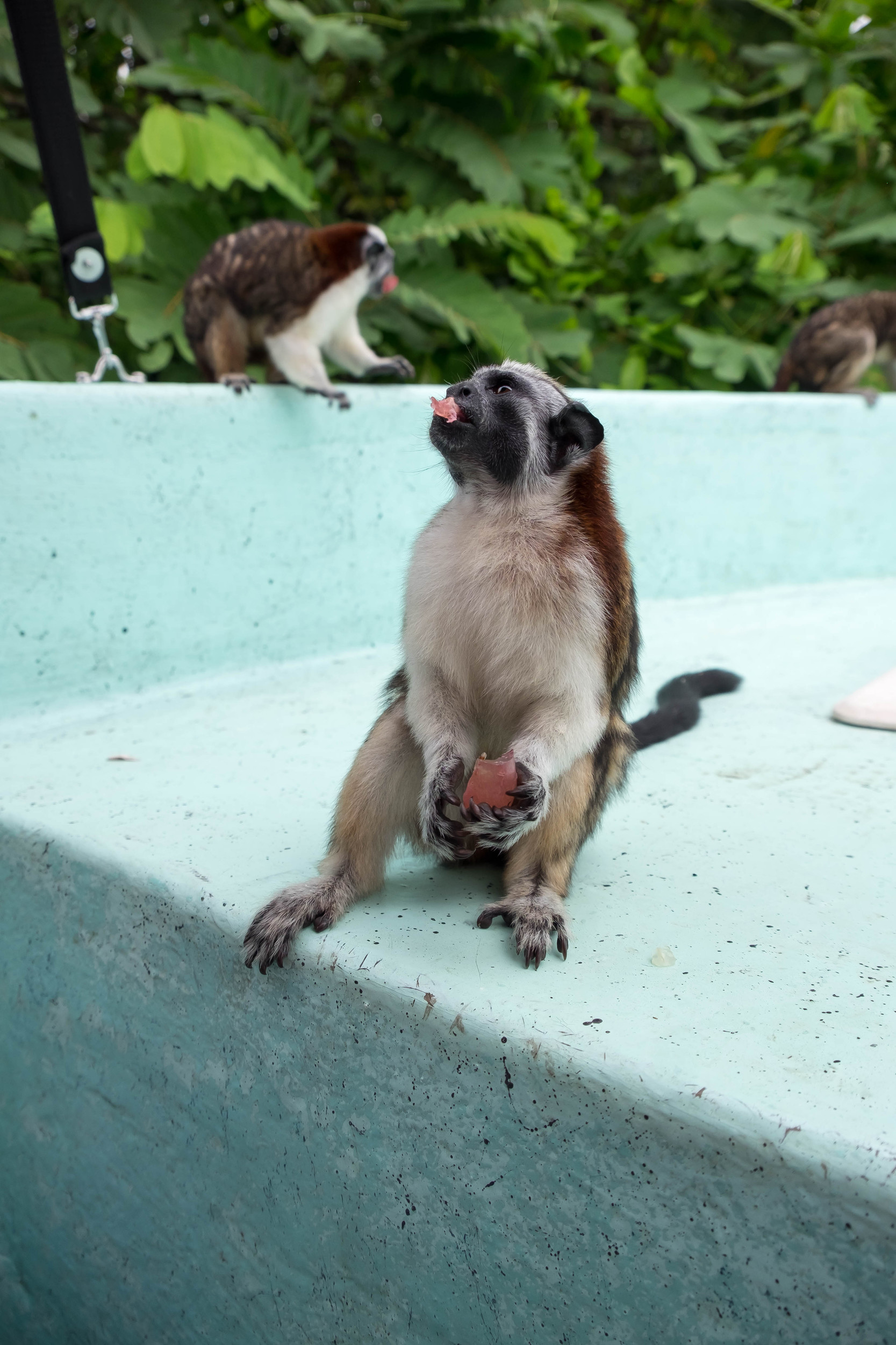 Panama--geoffroys_tamarin-s039-r5