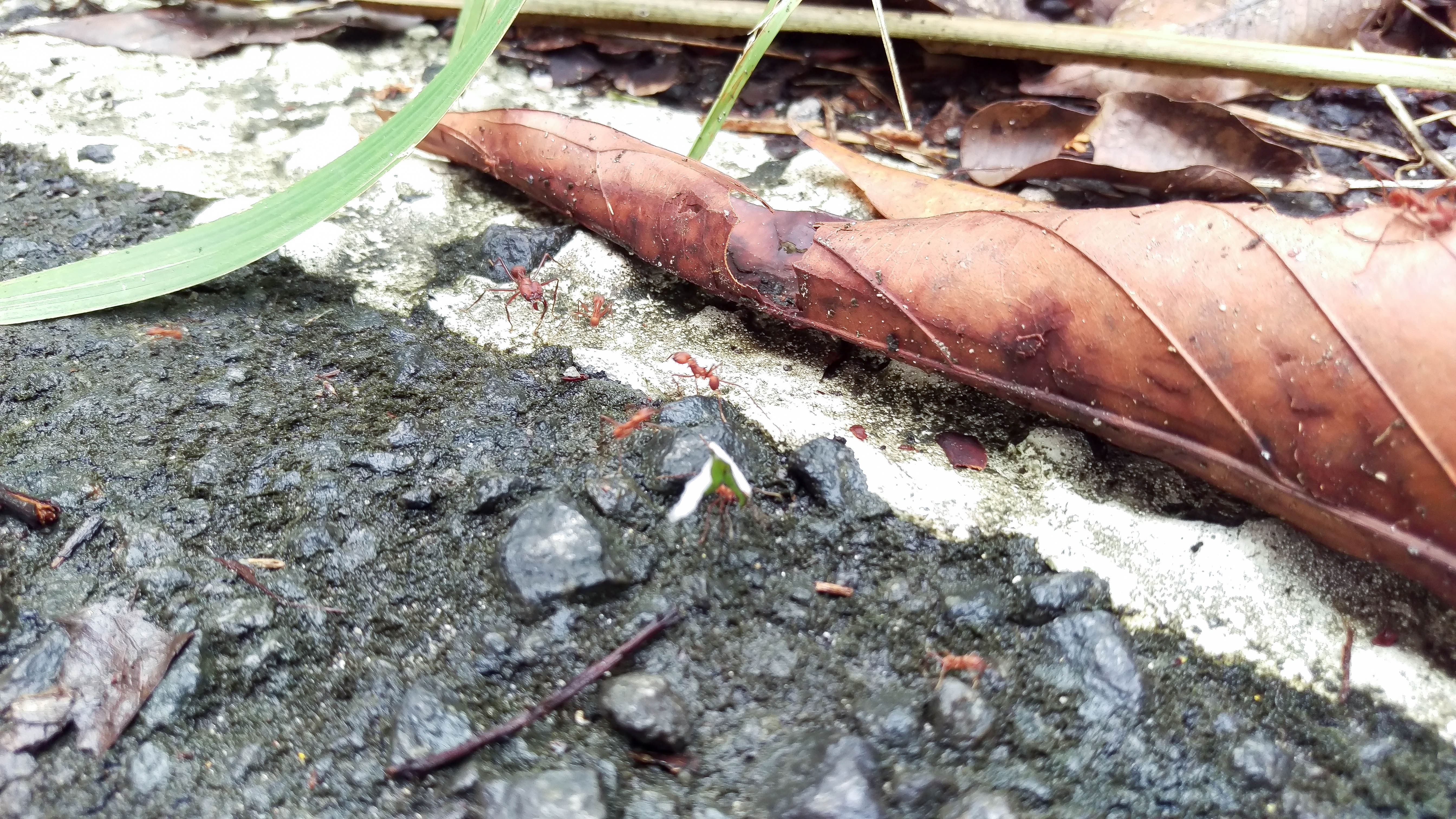 Panama--san_lorenzo_walk-s050-r2