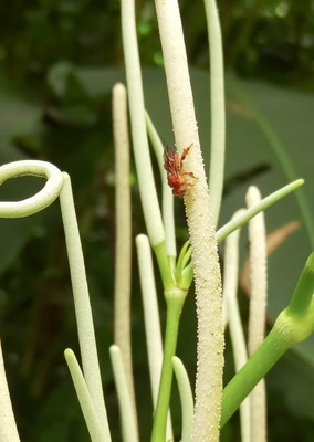 Panama--san_lorenzo_walk-s056-r2