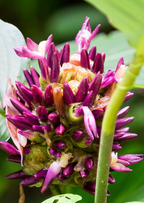 Panama--san_lorenzo_walk-s063-r4