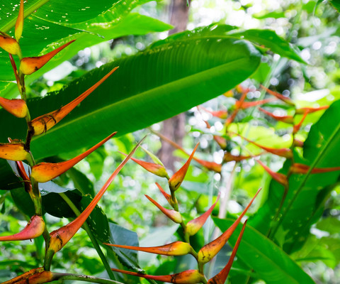 Panama--san_lorenzo_walk-s067-r2