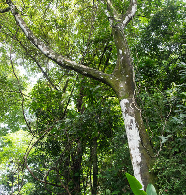 Panama--san_lorenzo_walk-s068-r2