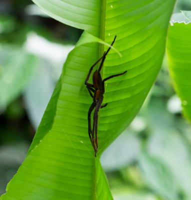 Panama--san_lorenzo_walk-s069-r2