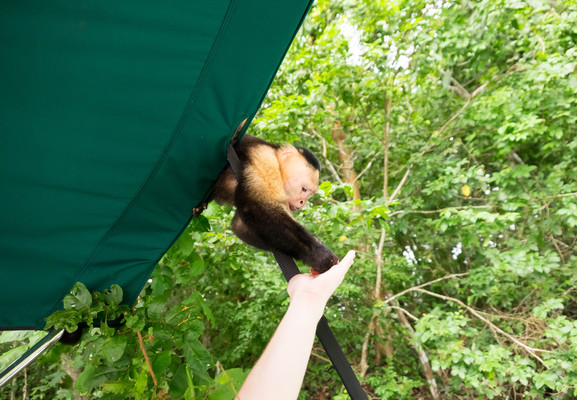 Panama--white-headed_capuchin-s034-r3